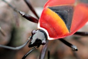 Harlequin Bug (Dindymus versicolor)